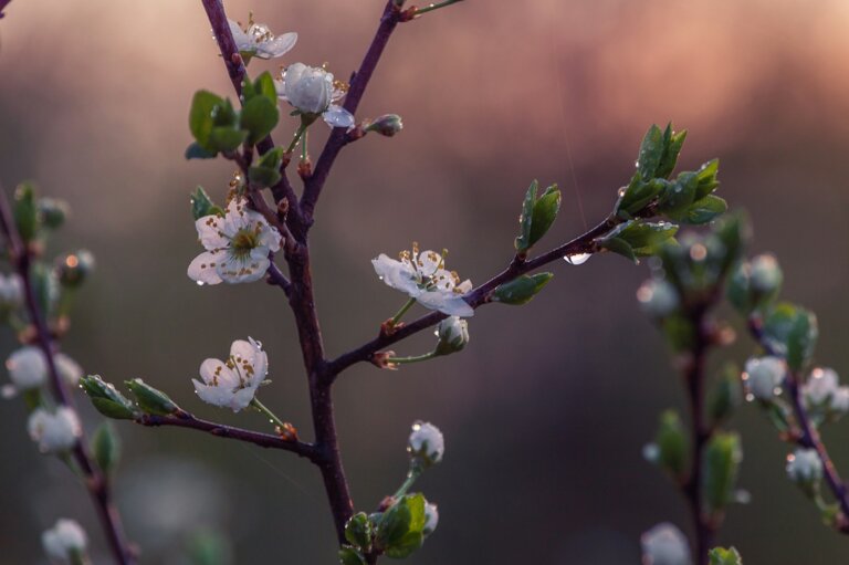 white cherry blossom in close up photography