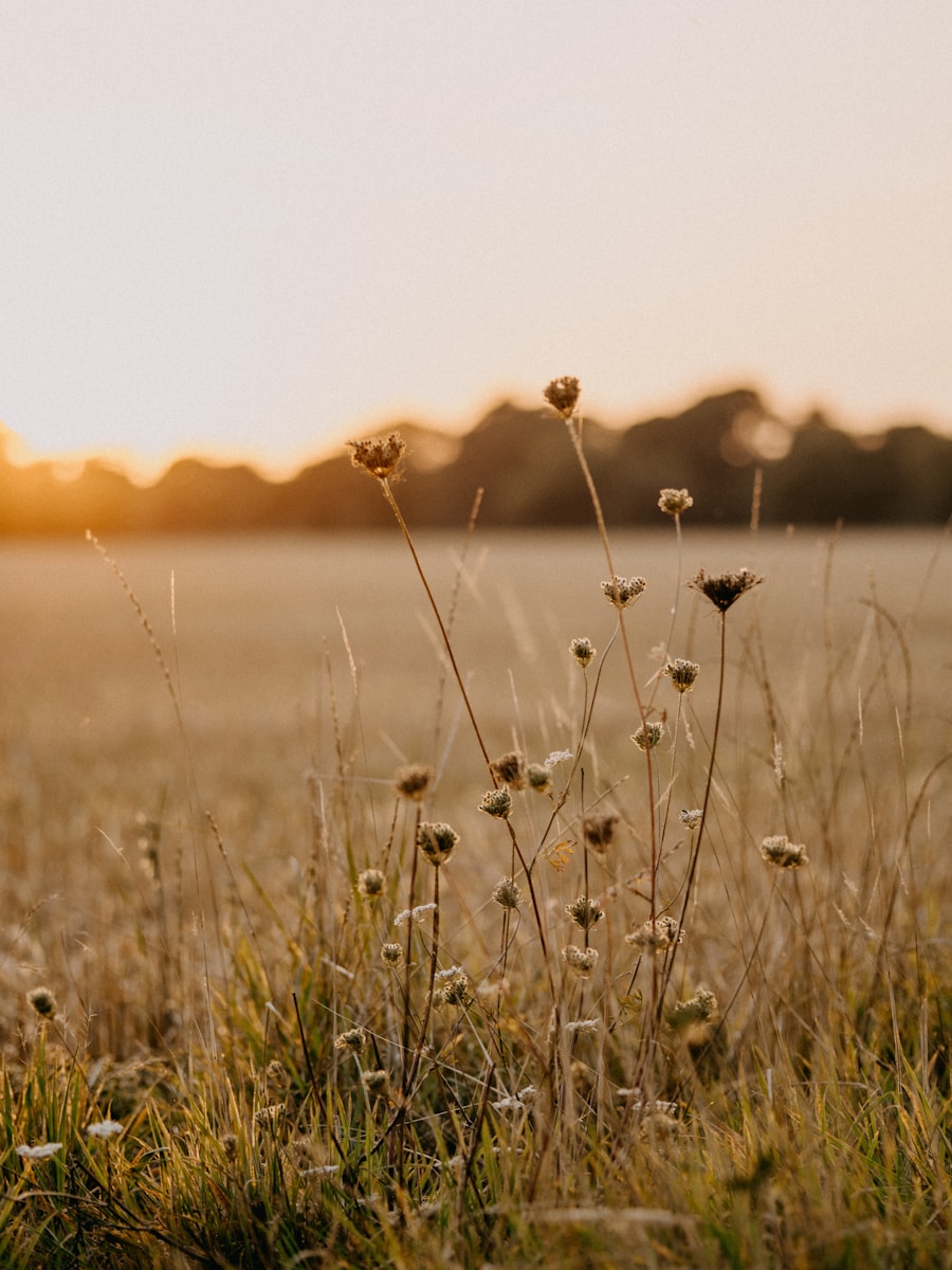 A field of grass with the sun setting in the background